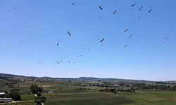 Kastamonu'da "leyleklerin dansı" dronla görüntülendi