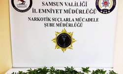 Samsun'da 21 kök kenevir bitkisi ele geçirilmesiyle ilgili 2 zanlı yakalandı