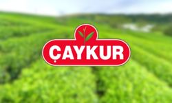 ÇAYKUR birinci sürgün döneminde 213 bin ton yaş çay aldı