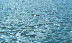 Rize'de denizde kaybolan kişinin cesedi Artvin açıklarında bulundu