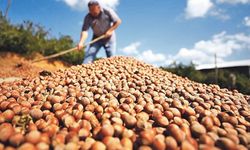 Karadeniz Fındık ve Mamulleri İhracatçıları Birliği'nden hasat sezonu öncesi değerlendirme