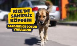 Rize'de sahipsiz köpeğin saldırdığı çocuk yaralandı