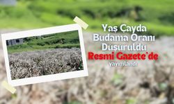 Yaş Çayda Budama Oranı Düşürüldü