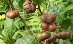 Rize'de çay tohumu yağı fabrikası kurulacak