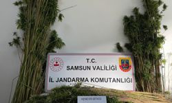 Samsun'da jandarma 957 kök kenevir bitkisi ele geçirdi