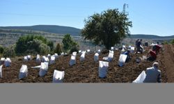 Tokat'ta "Başçiftlik beyazı"nın hasadına başlandı