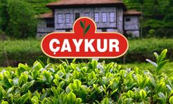 ÇAYKUR, yaş çay bedeli ödemelerine yarın başlayacak