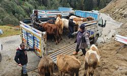 Rize'de yaylacıların köye dönüş yolculuğu devam ediyor