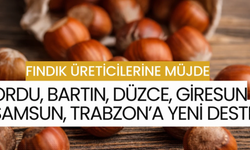 Fındık Üreticilerine Müjde: Ordu, Bartın, Düzce, Giresun Samsun, Trabzon’a Yeni Destek!