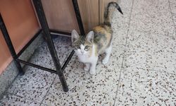 Kedi "Karamel" sınıfın 36'ncı öğrencisi oldu