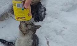 Erzurum’da Başı konserve kutusuna sıkışan kediyi 2 kardeş kurtardı