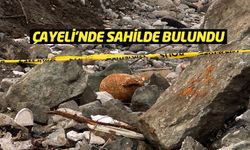 Çayeli'nde sahilinde patlamamış mühimmat bulundu