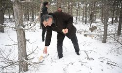 Vali Çiftçi, yaban hayvanları için doğaya yem bıraktı