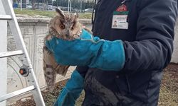 Bolu'da cam balkonda sıkışan baykuş kurtarıldı