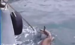Artvin’de denize düşen karacayı balıkçılar kurtardı; o anlar kamerada