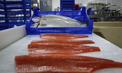Doğu Karadeniz'den 2 ayda 8,6 milyon dolarlık Türk somonu ihraç edildi