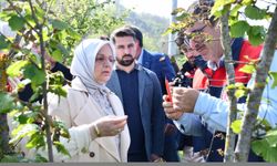 AK Parti Düzce Milletvekili Keşir, zirai dondan etkilenen tarım arazilerinde inceleme yaptı