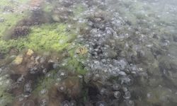 Karadeniz'de denizanası varlığı artıyor
