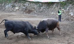 Murgul Soğuksu Köyü’nde Boğa Güreşleri Festivali Renkli Görüntülere Sahne Oldu