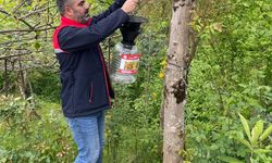 Trabzon’da Kahverengi Kokarca ile Mücadele İçin Biyoteknik Yöntemler Başlatıldı
