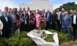 Of'ta 2025 yaş çay sezonu kampanyası açıldı