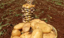 Patates tarlada, çiftçi borçta: Zincir marketler ve tarım politikaları Çukurova’yı vuruyor