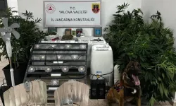 Yalova'da evinde uyuşturucu yetiştiren şüpheli tutuklandı