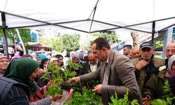 Akçaabat'ta ücretsiz 10 bin sebze fidanı dağıtıldı