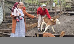 Artvinli besiciye dördüz buzağı sürprizi