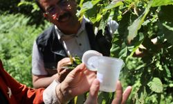 Kastamonu'da gal arısı ile mücadele için doğaya "düşman arı" salındı