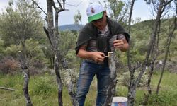 Sinop'ta 80 bin yabani zeytin ağacı aşılanarak ekonomiye kazandırılıyor