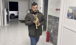 Sinop’ta doğada annesiz ve bitkin bulunan yavru karaca koruma altına alındı
