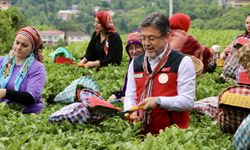 Tarım ve Orman Bakanı Yumaklı, Rize'de çay hasadına katıldı: