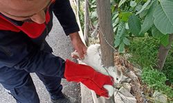 Tokat'ta bahçedeki çite sıkışan kedi kurtarıldı