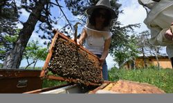 Türkiye-Slovenya ortaklığıyla yürütülen projede küresel ısınmanın bal arıları üzerindeki etkisi araştırılıyor