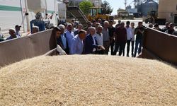 Mardin'de sezonun ilk arpa hasadı yapıldı - 10 Mayıs 2025
