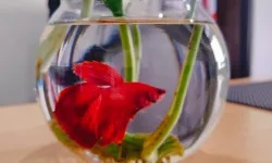 Milyonlarca insanın evde balık beslemesinin nedeni buymuş