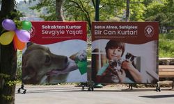 Rize’de Kedi ve Köpek Sahiplendirme Etkinliği Başladı