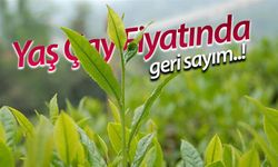 2025 Yılı Yaş Çay Alım Fiyatı İçin Geri Sayım Başladı