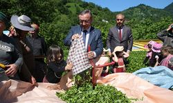 Artvin'de geleneksel çay hasadı etkinliği düzenlendi