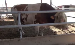 Kurban pazarındaki 1 ton 400 kiloluk boğa, alıcısını bekliyor