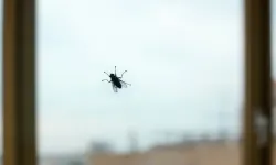 Sinekler açık pencereden neden dışarı çıkmaz? Bilim açıkladı
