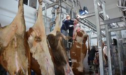 Başçiftlik Belediye Mezbahası'nda kurban kesim hizmeti veriliyor