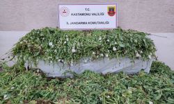 Kastamonu'da 120 bin 300 kök haşhaş bitkisi ele geçirildi