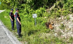 Kastamonu'da jandarmanın devriye sırasında bulduğu yaralı karaca tedavi altına alındı