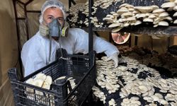 Mutfak masrafını karşılamak için kurduğu tesiste yıllık 36 ton mantar üretiyor