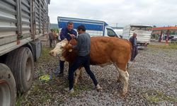 Tokat'ta 160 damızlık gebe düve dağıtıldı