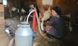Üç buzağıyla başladı, çiftçi kredisiyle hayvan sayısını 28'e çıkardı