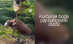 Rize'de çukura düşen kurbanlık boğa kepçe yardımıyla kurtarıldı