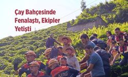 Çaylık Arazide Mahsur Kalan Vatandaş Kurtarıldı